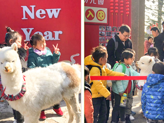 必赢76net线路官网幼儿园开展“我和羊驼交朋友”亲近自然互动体验活动
